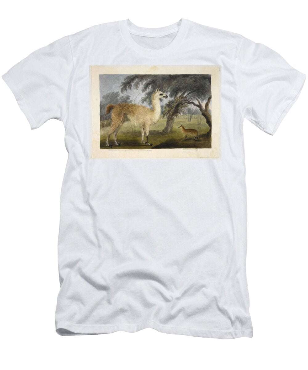 A Llama and Its Young in a Park Presumably Barrackpore Celestial Images T-Shirt