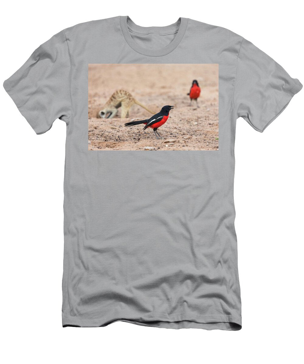Crimson Breasted Shrike Following Foraging Meerkat Ann Steve Toon Natureplcom T-Shirt