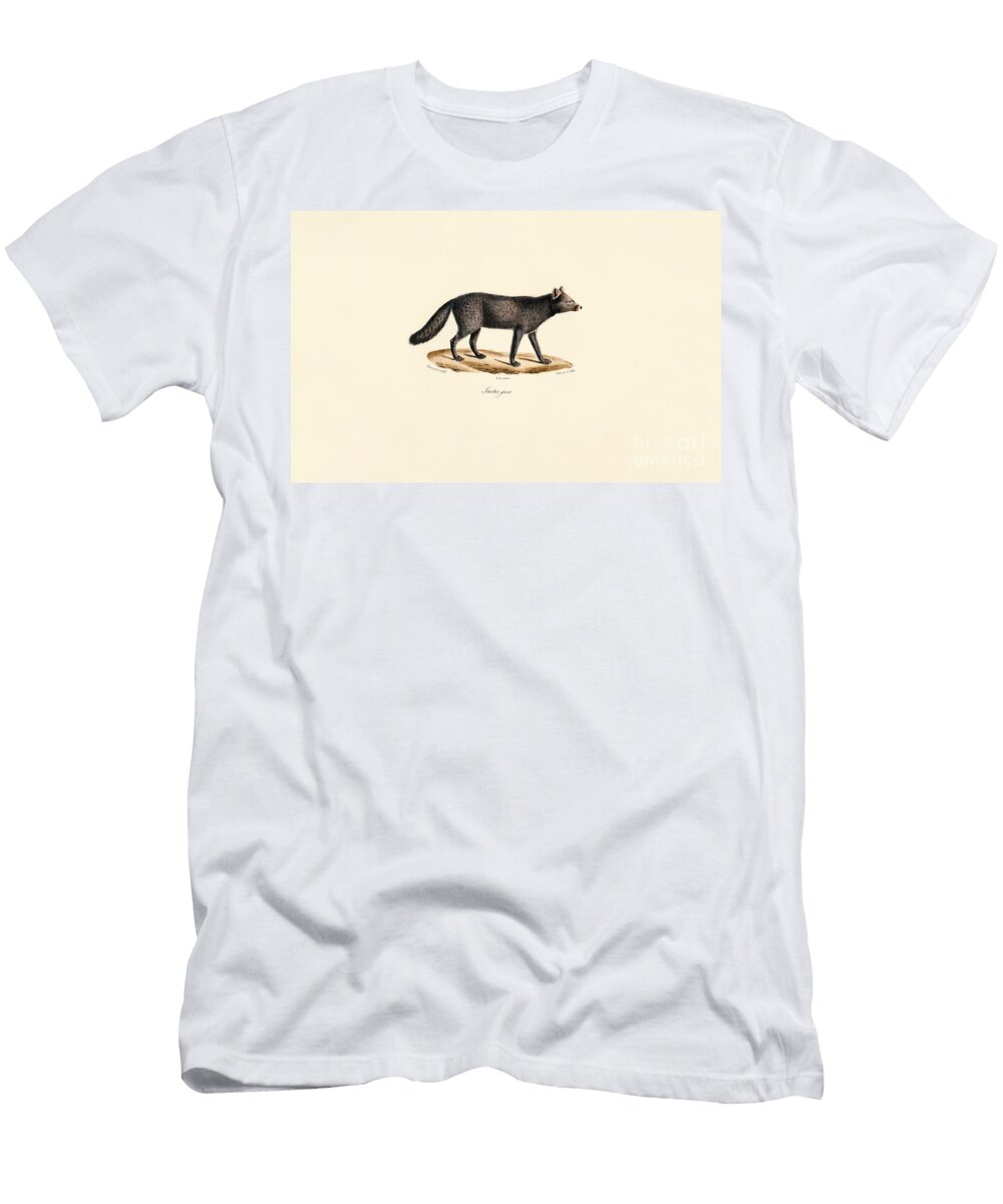 Grey Meerkat 1824 Hand Coloured Litho Jacques Christophe Werner T-Shirt