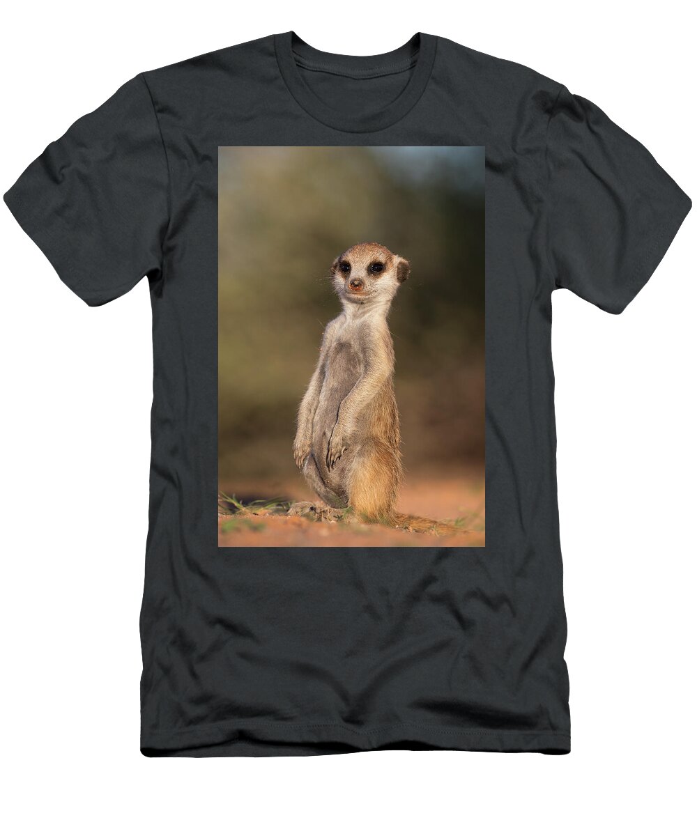 Young Meerkat Kgalagadi Transfrontier Park Northern Ann Steve Toon Natureplcom T-Shirt